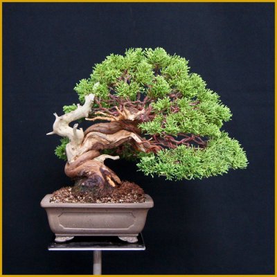 画像1: 真柏（斜幹・樹高２４cm）