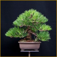 黒松（樹高２７cm）