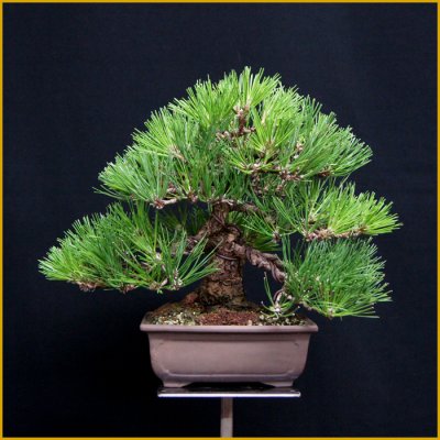 画像1: 黒松（樹高２７cm）