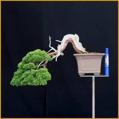 画像3: 真柏（樹高２７ｃｍ）