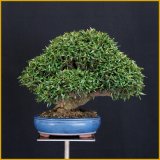 縮緬葛（樹高２２cm）