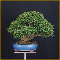 縮緬葛（樹高２２cm）