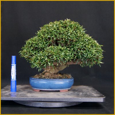 画像3: 縮緬葛（樹高２２cm）