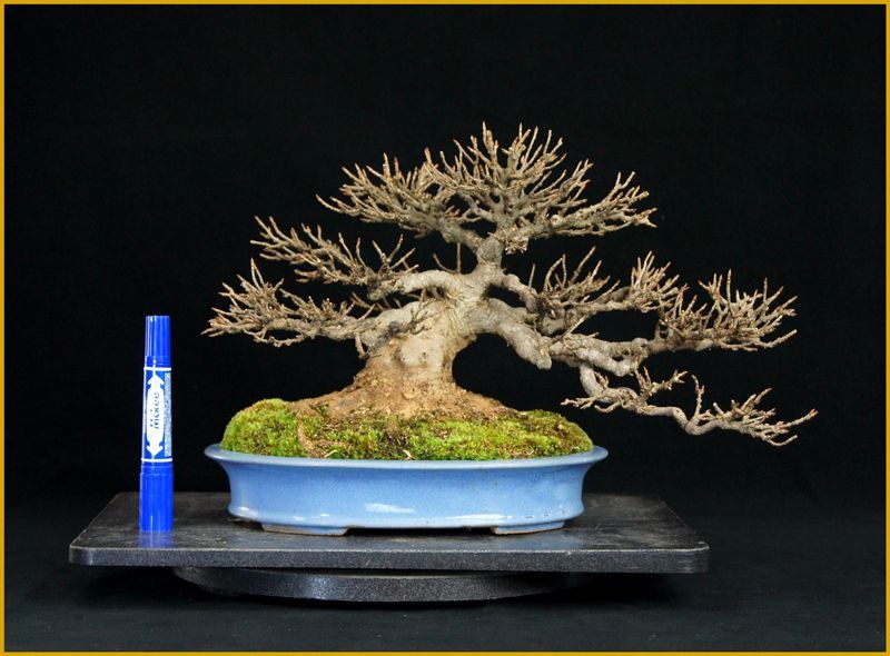 楓 樹高 ２２ｃｍ 米谷大蓉園