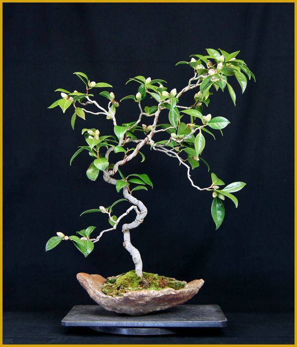 雲龍椿 石付 樹高 ５８ｃｍ 米谷大蓉園