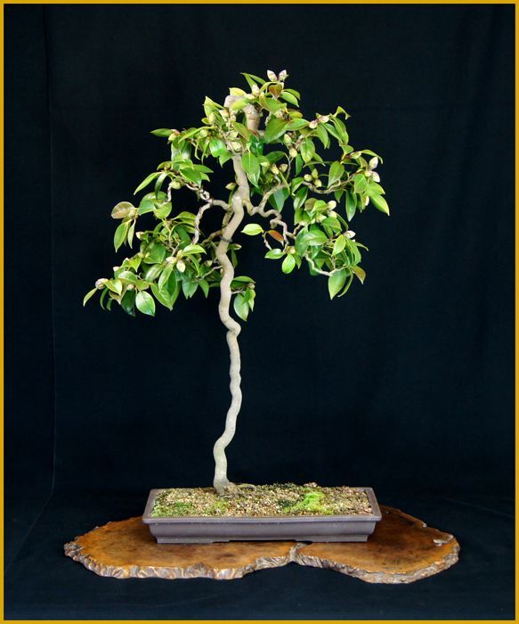 雲龍椿 樹高 ７４ｃｍ 米谷大蓉園