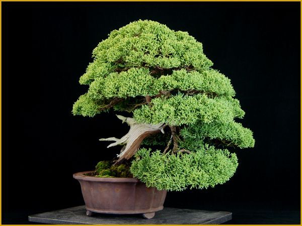 糸魚川真柏 真柏 中品盆栽 極太舎利幹 葉性最高 樹高42cm植物の種類
