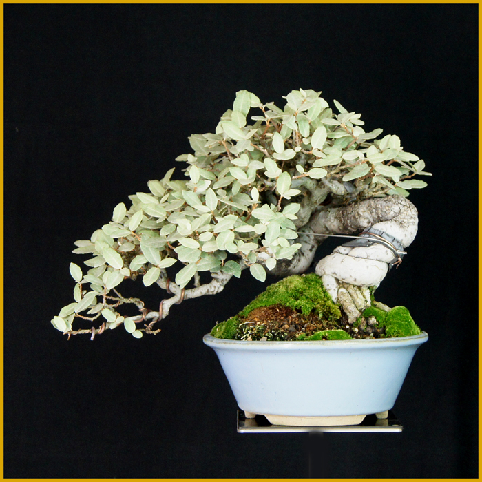 寒ぐみ（半懸崖・樹高２２ｃｍ）