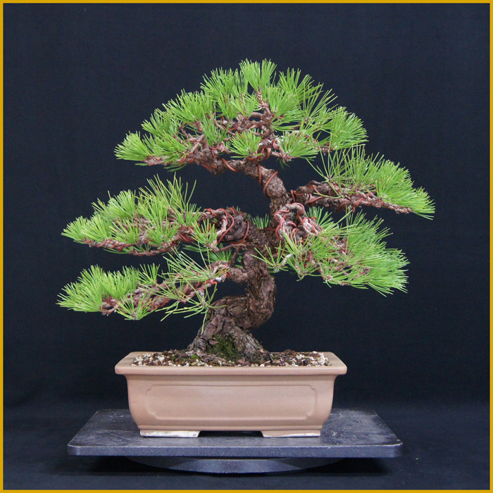 大特価！黒松　懸崖　★樹齢50年超　幹の割れ根元の太さが超魅力！ 週末大特価！黒松盆栽 懸崖 樹齢50年超 幹の曲や割れ根元