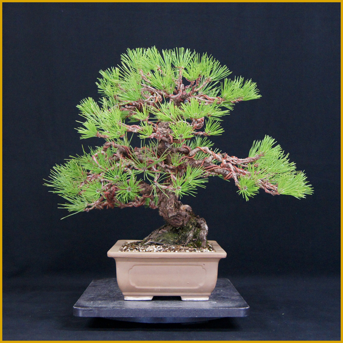 黒松　樹高65cm 黒松盆栽 樹高60cm – Bonsai Iroha