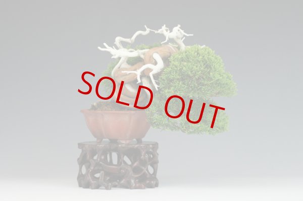 画像2: 真柏（小品） (2)