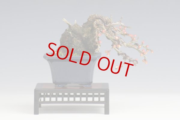 画像2: 野梅（小品・樹高8ｃｍ） (2)