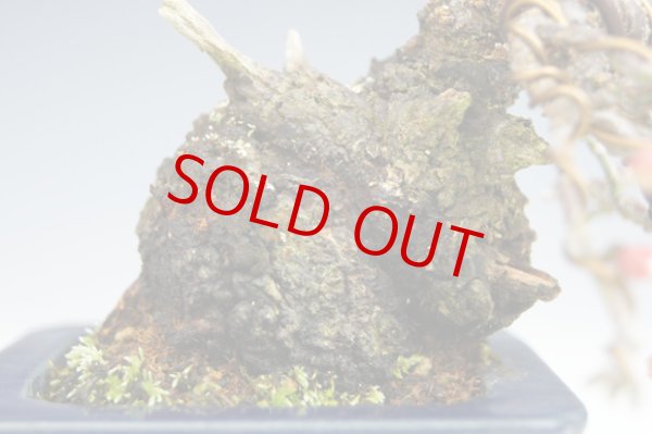 画像4: 野梅（小品・樹高8ｃｍ） (4)