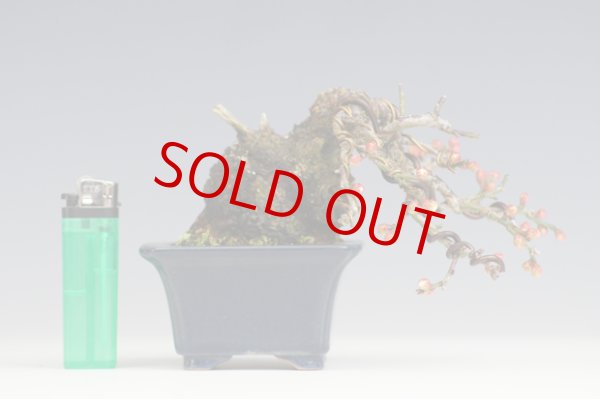 画像3: 野梅（小品・樹高8ｃｍ） (3)