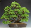 画像3: 那須五葉松（株立ち） (3)