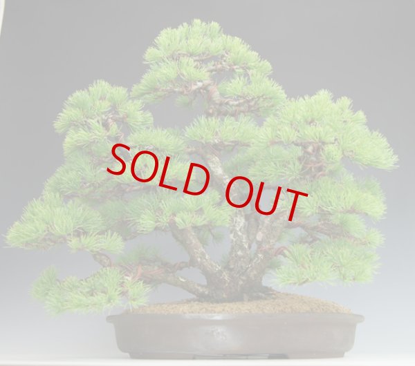 画像3: 那須五葉松(株立ち) (3)