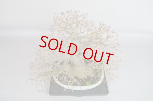 画像3: 紅葉（中品） (3)