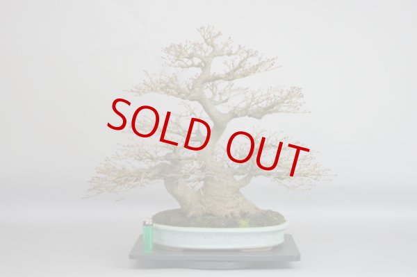 画像2: 紅葉（中品） (2)