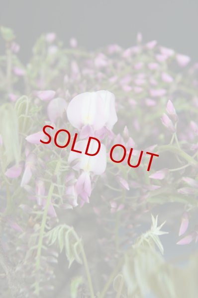 画像3: 野田藤 (3)