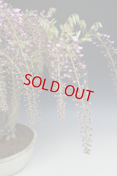 画像2: 野田藤 (2)