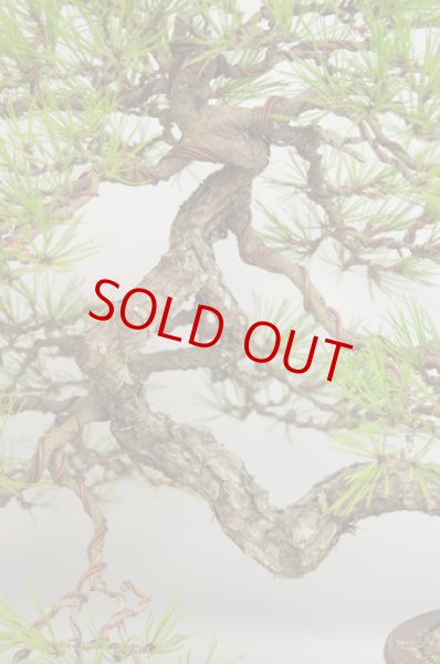 Amazon.co.jp: 栽培セット The BONSAI 赤松【盆栽栽培キット/1個