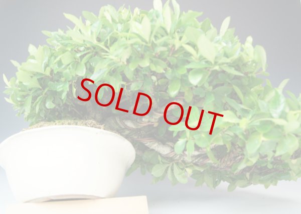 画像2: クチナシ（中品） (2)