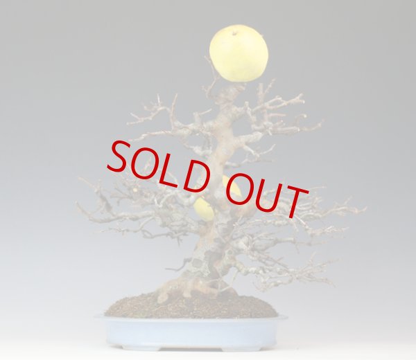 画像2: 花梨（中品） (2)