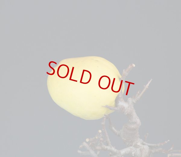 画像3: 花梨（中品） (3)