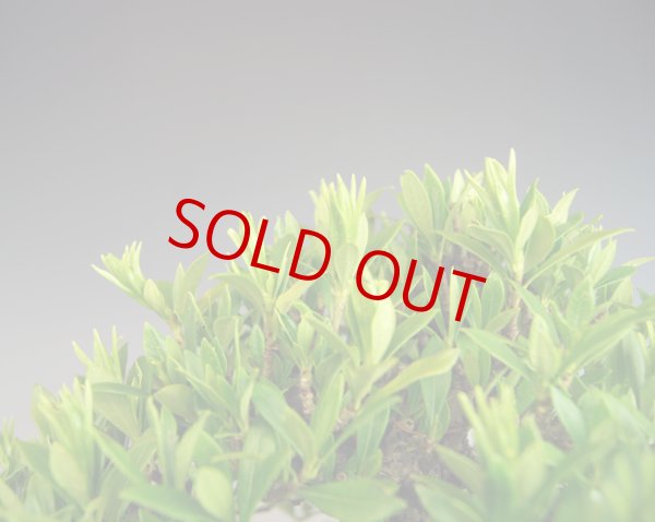 画像2: クチナシ（樹高19cm） (2)