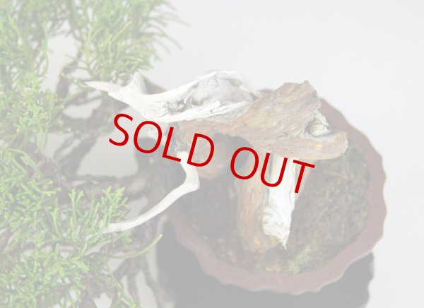 画像2: 真柏（小品） (2)