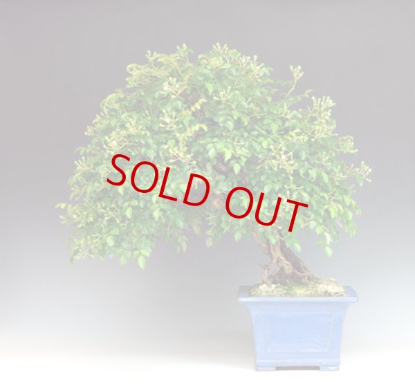 画像4: 野薔薇（中品） (4)