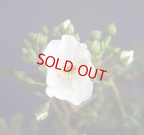 画像5: 野薔薇（中品） (5)