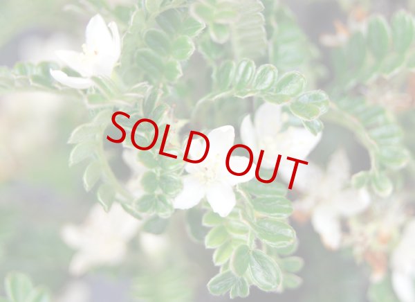 画像2: 磯山椒 (2)