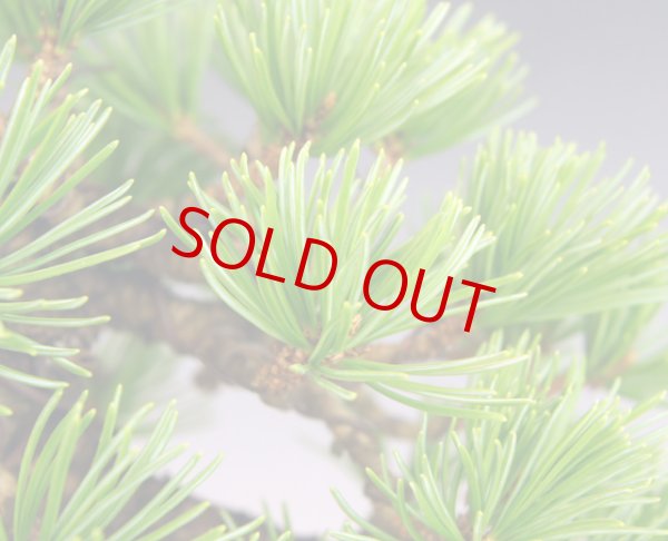 画像2: 五葉松(小品・14cm) (2)