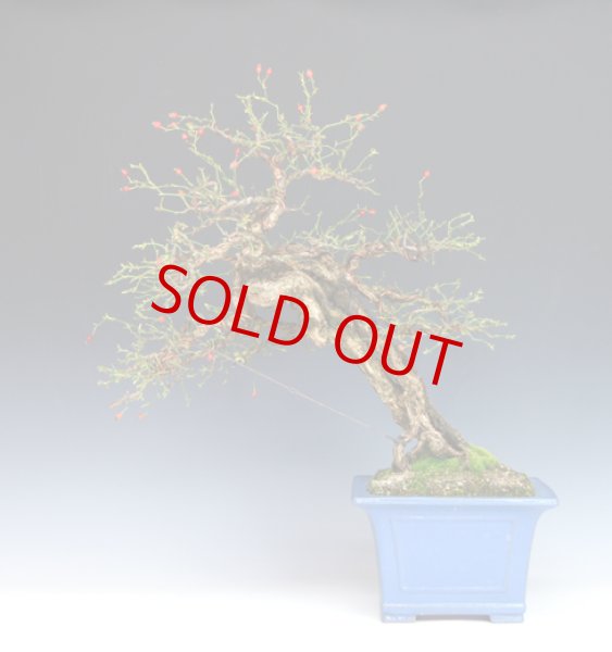 画像2: 野薔薇（中品） (2)