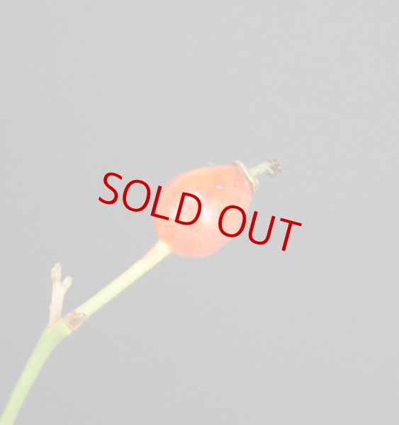 画像3: 野薔薇（中品） (3)