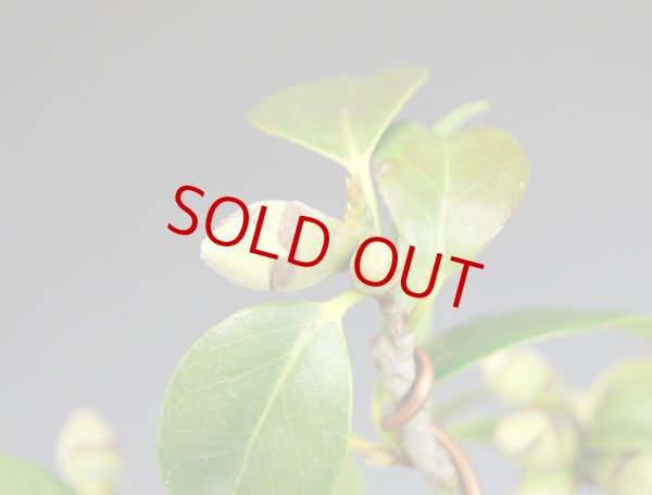 画像3: 雲竜椿 (3)