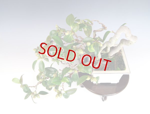 画像2: 雲竜椿 (2)