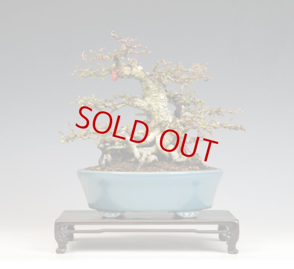 画像2: 長寿梅（優良素材） (2)