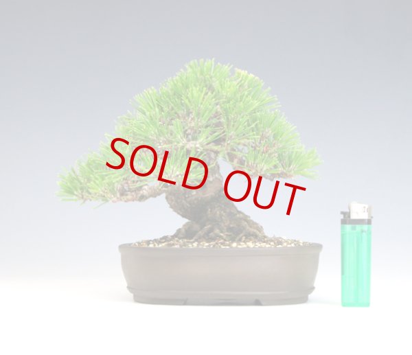 画像2: 黒松（樹高 １４ｃｍ） (2)