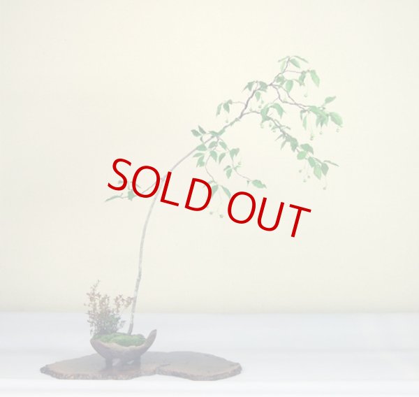 画像3: ツリバナマユミ（樹高 90cm） (3)