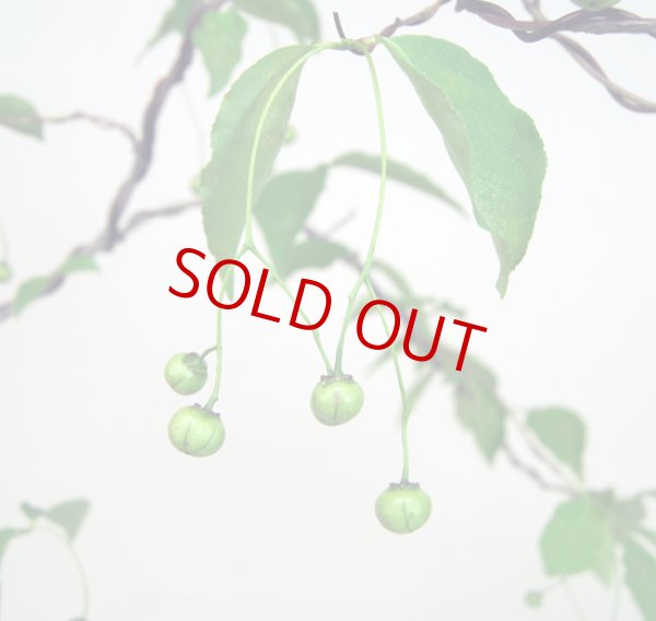 画像4: ツリバナマユミ（樹高 90cm） (4)