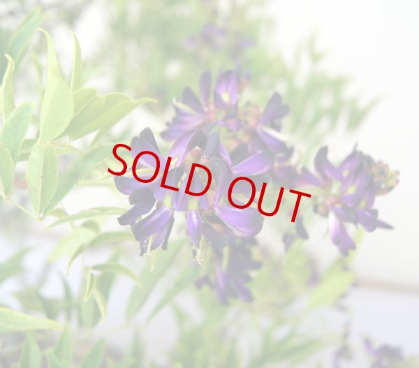 画像2: ムラサキナツフジ (2)