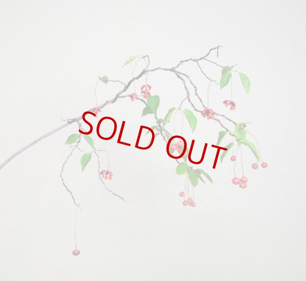 画像2: ツリバナマユミ（樹高 90cm） (2)