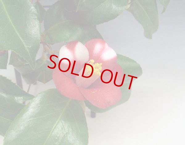 画像2: 椿「月の輪」 (2)