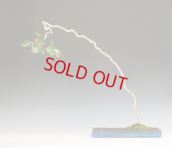 画像2: 雲龍椿（短冊鉢） (2)