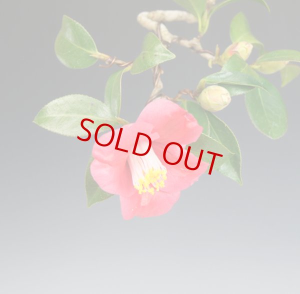 画像2: 雲龍椿 (2)