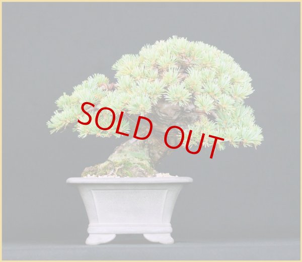 画像2: 那須五葉松(樹高18cm) (2)