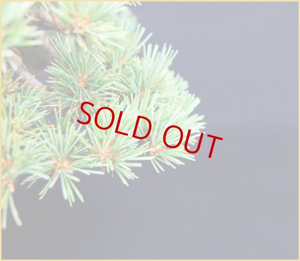 画像3: 那須五葉松(樹高18cm) (3)