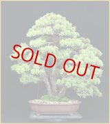 【大品 文人 五葉松盆栽】　　　⭕破格の一品❗真柏… Yahoo!オークション - 《五葉松》五葉松盆栽 文人木 大品盆栽 葉性抜群